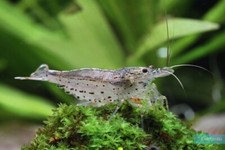 Lot de 10 Crevettes Japonica Amano Sunkist Aquarium poissons plantes 
