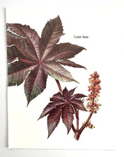 Biblical Plants Botanical Art Print CASTOR BEAN purple leaves Floral