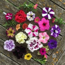 Sale2160 Petunien Mischung Petunia Mix 30 Samen