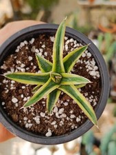 Agave victoria reine d'or succulent cactus plantes grasses