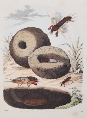 Grillo Talpa Planche Insetti Entomologia Entomology Insects Mole ...