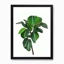 Fiddle Leaf Fig (Ficus Lyrata) Wate Framed Wall Art Poster Canvas Print Picture