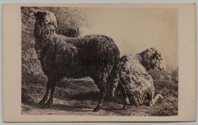 Sheep in Pasture ~ Art - Photo CDV