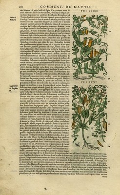 Antiker Druck-Botanik-Erbsen-Flageolet Bohnen-Mattioli-S. 280-Anonym-1572