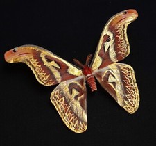Attacus atlas male mounted, golden painted butterfly