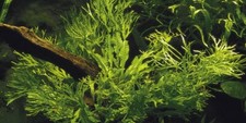 JAVA FERN MICROSORIUM WINDELOV ONE BUNDLE-Freshwater Aquatic Live Plants