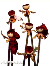 1969/80 Vintage IRVING PENN Botanical Dead POPPY Flowers KROMEKOTE Photo Art