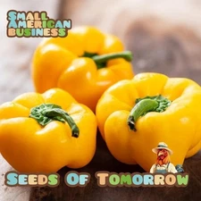 50 Mini Bell Yellow sweet Bell Pepper Seeds-with Bonus! | Non-GMO Heirloom 