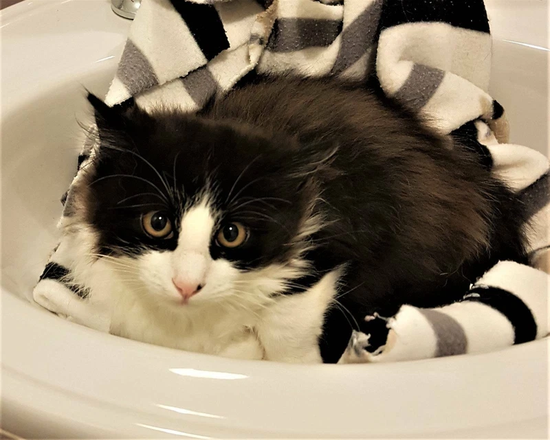 3484 Magpie Kitten For Adoption Vet Work Included Cats Kittens Gumtree Australia Serpentine Area Byford 1255241433