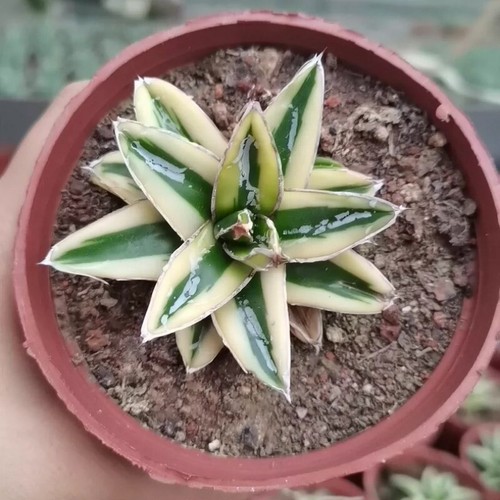 6CM Sukkulente Agaven Pflanze Agave Victoriae-Reginae Kizan Agavaceae Hausgarten - Bild 2 von 15