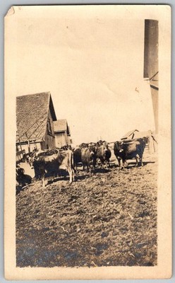 Vtg B&W Snapshot Herd Of Dairy Cows Cattle Standing IN Farm Yard Barns. 1940s