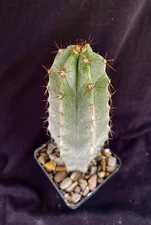 Stenocereus pruinosus, cactus plant