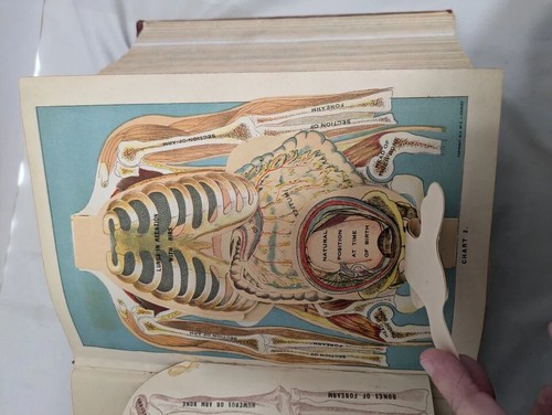 Antique 1920 Library Of Health Book B. Frank Scholl Fold Out Color Plates Huge - Imagen 10 de 18