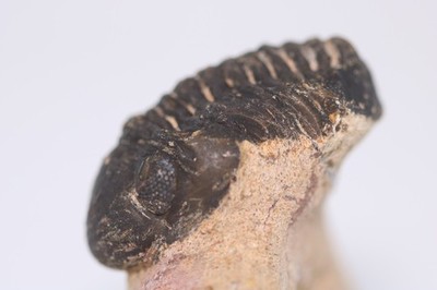 Fossil Trilobite Gerastos Great Compound Eyes Devonian Zguid Morocco COA 7065