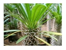 5x Pachypodium lamerei Madagaskarpalme Caudex Pflanzen - Samen B17
