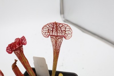 Sarracenia - Umlauftiana - PEC Favorite