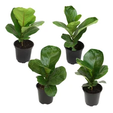 4.25 In. FICUS LYRATA - Fiddle Leaf Fig Houseplants (4-Pack)