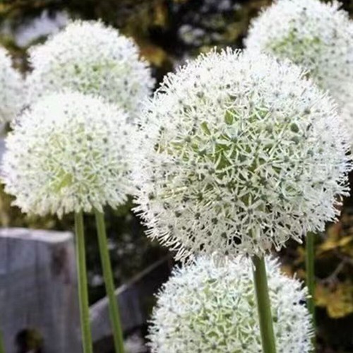 200 Samen Riesenknoblauch Allium Giganteum Zwiebel Schnittlauch Blumensamen : - Bild 10 von 15