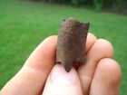 Juvenile Sloth Tooth Florida Fossils Ice Age Extinct Claw Core Bones Jaw Skull