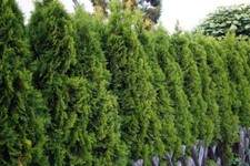 American Arborvitae Thuja occidentalis , 50 seeds