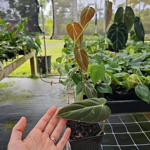 Philodendron Melanochrysum, Exact Plant Ships Nationwide