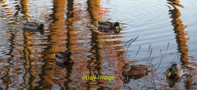Foto 12x8 Stockenten auf restauriertem Teich im Trent Park East Barnet seit dem p c2019