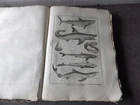 PANCKOUCKE ICHTHCHYOLOGY FISH ORIGINAL ENGRAVING FROM 1788 22 X 31 Cms