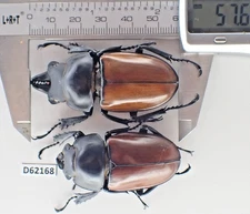 D62168. Insects, Beetles. Lucanidae: Neolucanus sp. Vietnam Central