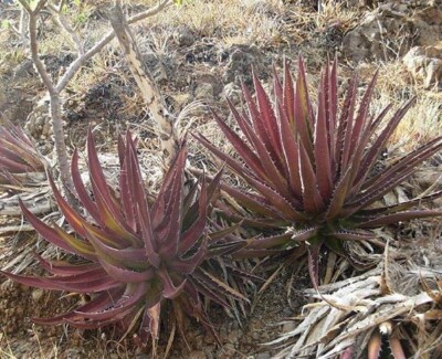 RED AGAVE (Agave kerchovei 'Huajuapan Red') 10 seeds | eBay Australia