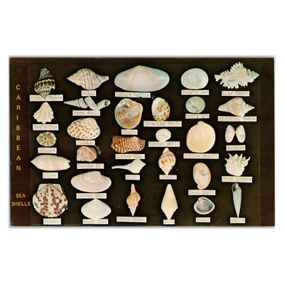 Caribbean Sea Shells - Vintage Florida Postcard - Dodson's Shell Shop - Conch