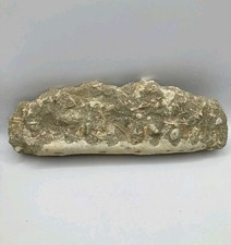 Authentic Mosasaur Jaw Fossil With  Teeth Rare Cretaceous Predator Fossilized 