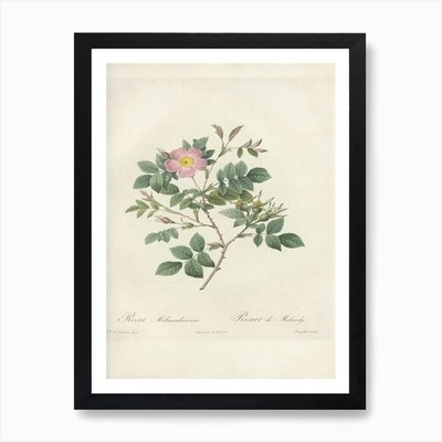 Rose Illustration, Pierre Joseph Re gerahmtes Wandbild Poster Leinwanddruck Bild