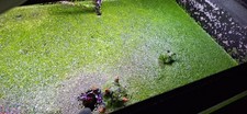 Duckweed for Freshwater Aquarium