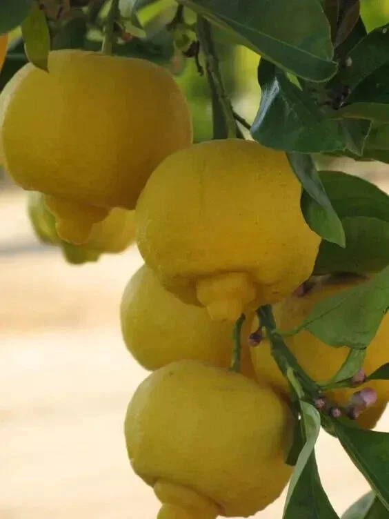 SÜSSE ZITRONE / Citrus Limetta 10 FRISCHE SAMEN - Bild 2 von 2