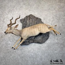 #30040 WC | Lesser Kudu Taxidermy Life-Size Mount For Sale