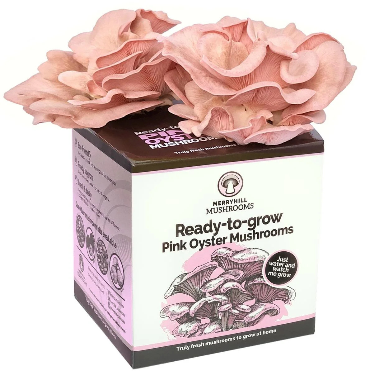 Ready Growing Pink Oyster Mushroom Growing Kit