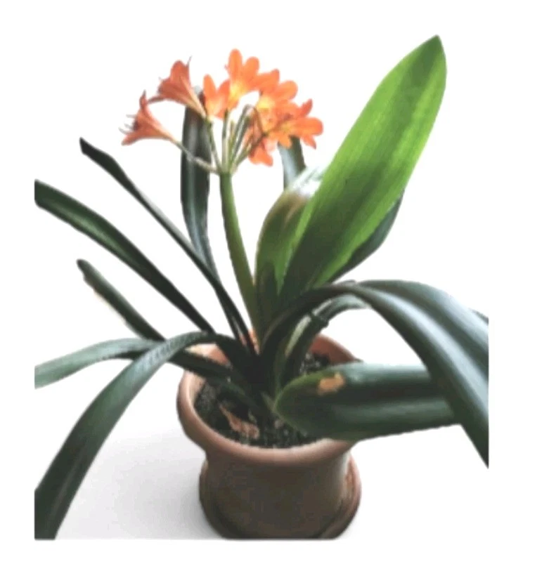 Immergrne Pflanzen, Bume & Strucher Clivia Zimmerpflanzen online kaufen  | eBay.de