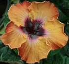 VEGA (HVH- ) Tropical Hibiscus -- Plant in 4.5" pot — photo 1