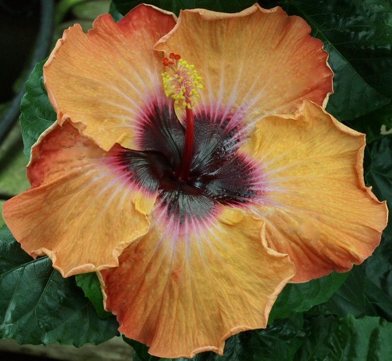 VEGA (HVH- ) Tropical Hibiscus -- Plant in 4.5" pot