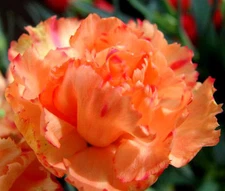 CARNATION CHABAUD ORANGE Dianthus Caryophyllus - 20 Seeds