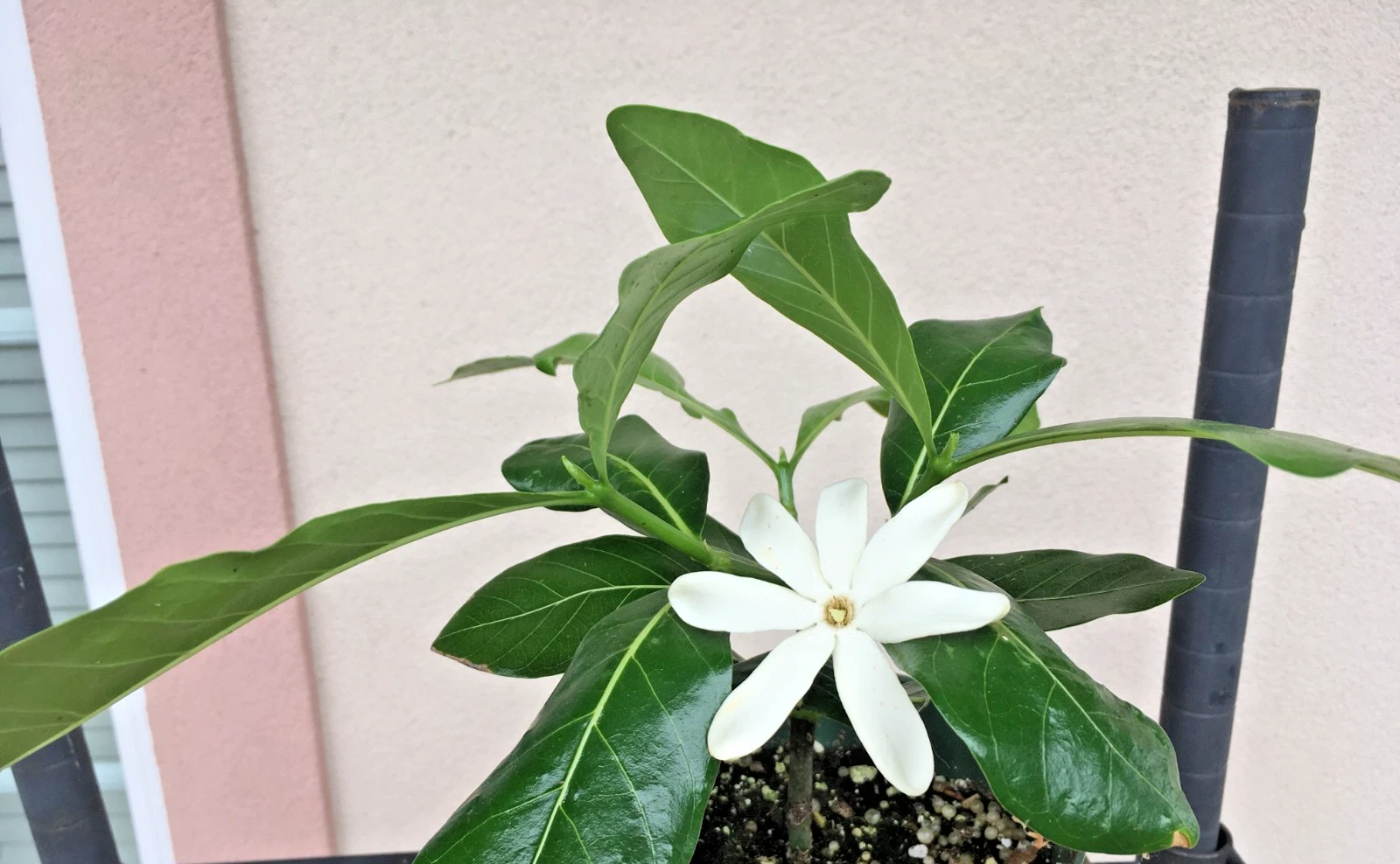 Hardy Gardenia "Nanu" small plant as shown
Opens in a new window or tab