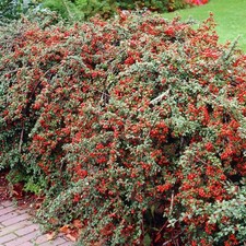Cotoneaster Horizontalis Hedging Plant Berried Outdoor Garden Hedge Plant in