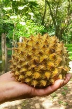 Soncoya Fruit Tree Seeds for Planting (5 Seeds) - Annona purpurea