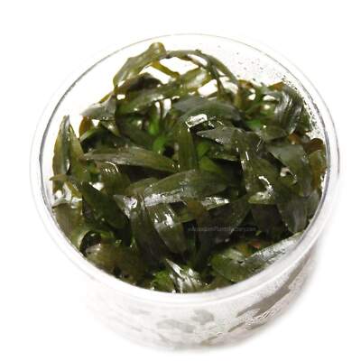 Cryptocoryne Tropica Tissue Culture | Aquarium Plants Factory 