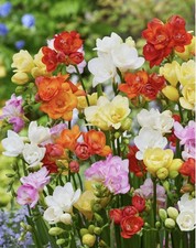 40 x Freesia Double Mixed Bulbs - Highly Fragrant Colourful Blooms Perennial
