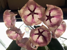 Hoya Archboldiana Pink Fully Rooted In 3.5" pot - SO HEALTHY! Loads of Nodes!