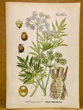 1886 ANTIQUE PICTURES LITHOGRAPH ART PRINT BOTANY FLOWER FLORA NATURE DECO PO...