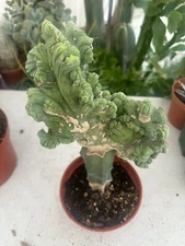 Bridgesii Monstrose Crest Pen15 Huge!!