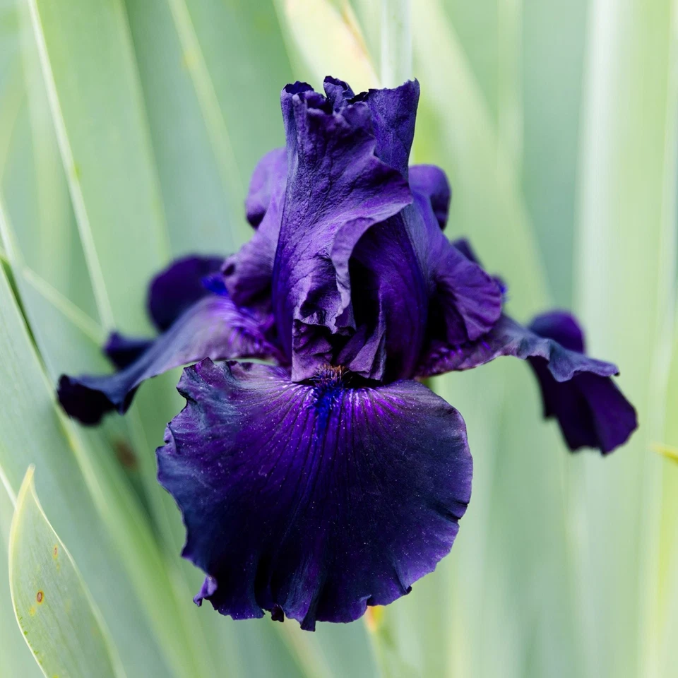 Easy to Grow Bearded Iris Ozark Rebounder Plant Bulbs, Flowers in Spring Fall - Image 2 of 4