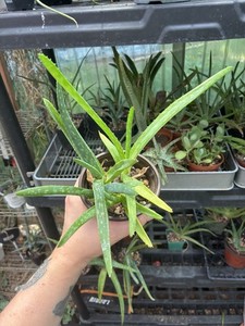 Aloe NOID mixed pot maculata hybrids 4” Pot Live Succulents